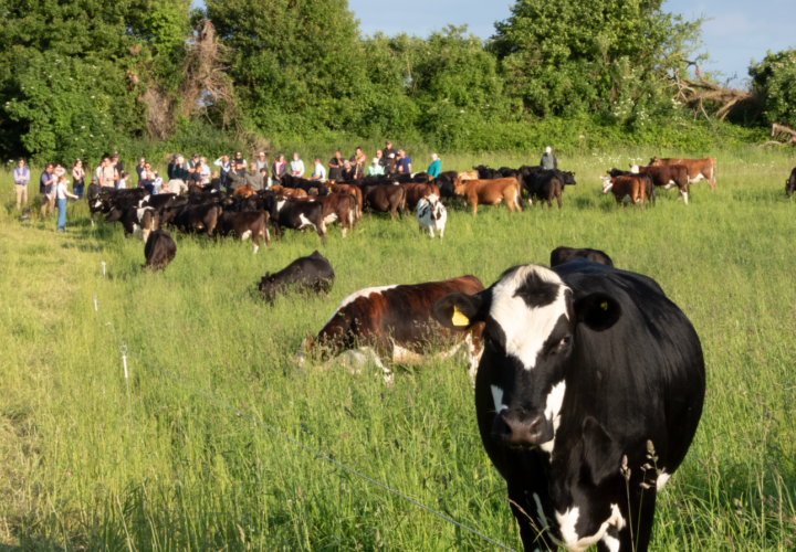 A summer’s evening Farm Walk at Cranborne - Cranborne Estate